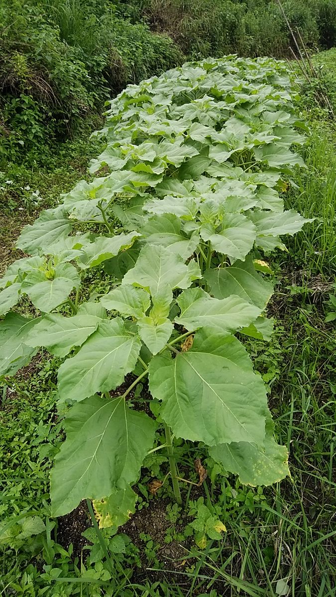 荒れ地を花畑にする作戦