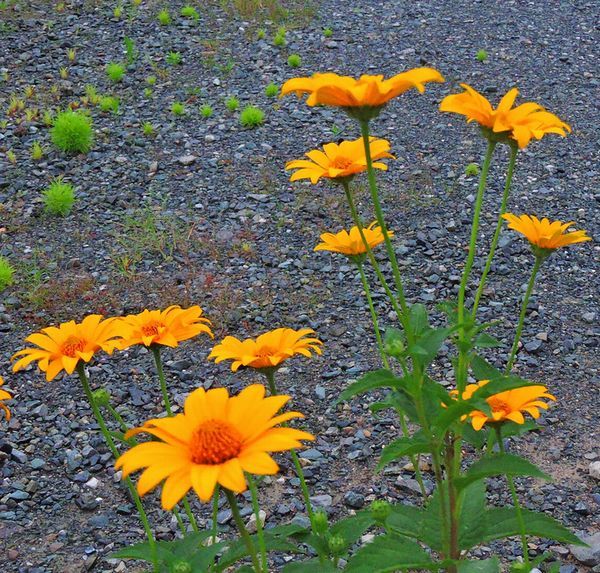 散歩道の花～