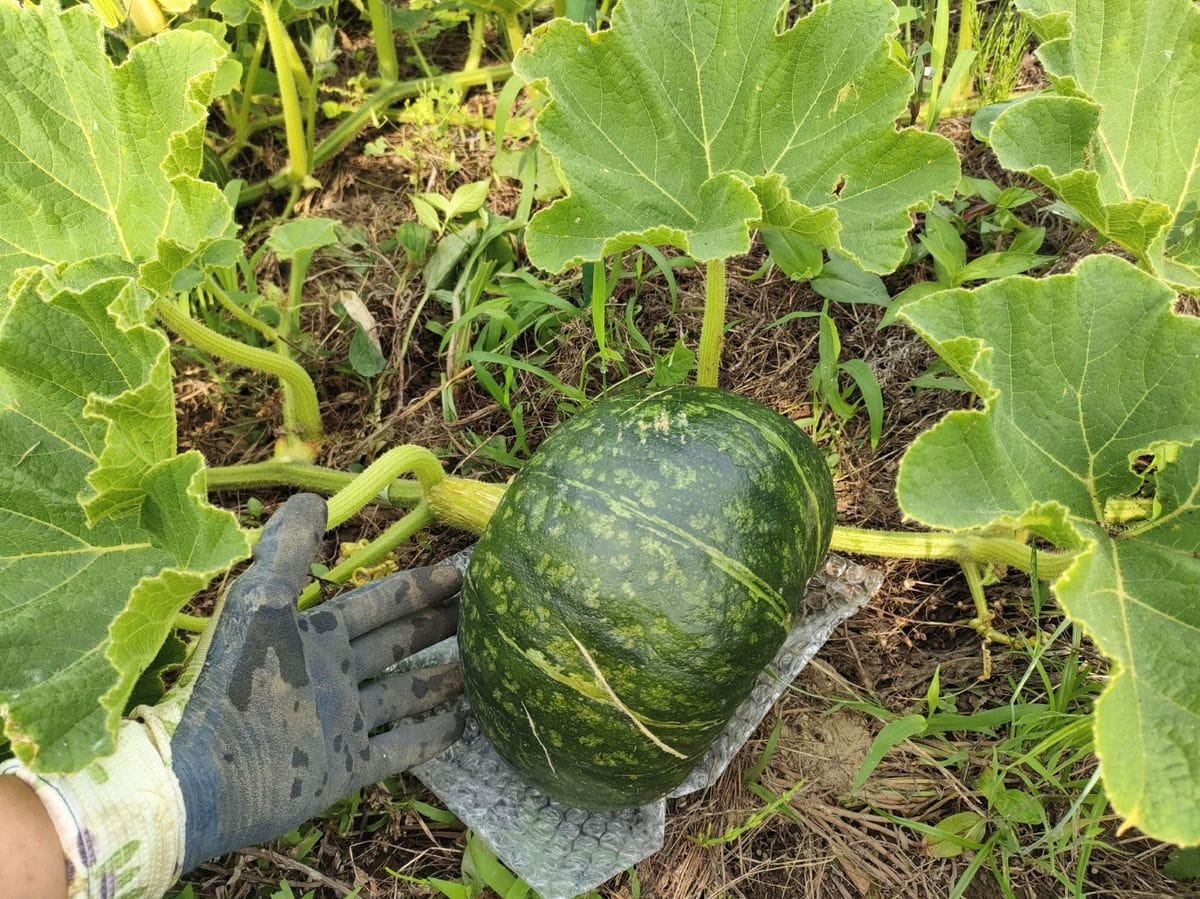 ミニメロンにネットがけ🍈