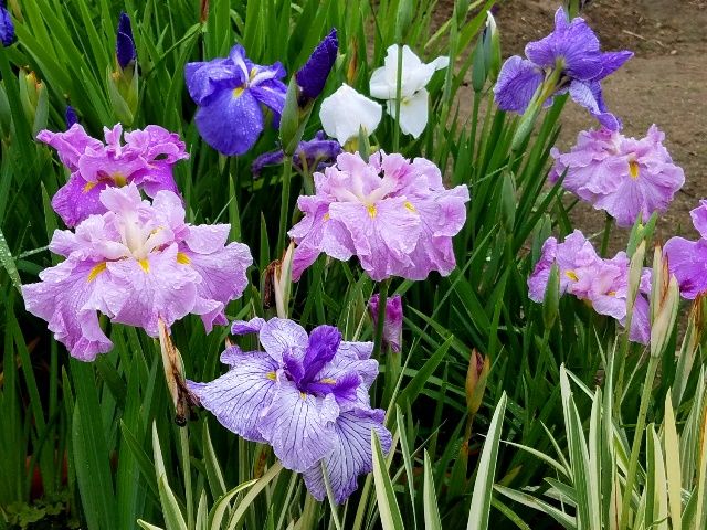 雨に濡れて咲く花菖蒲