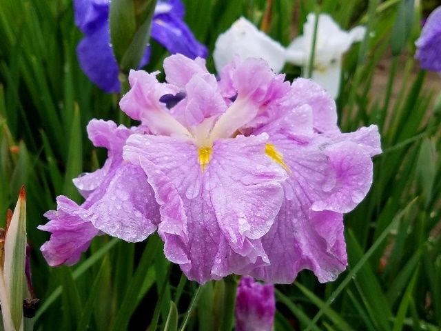 雨に濡れて咲く花菖蒲