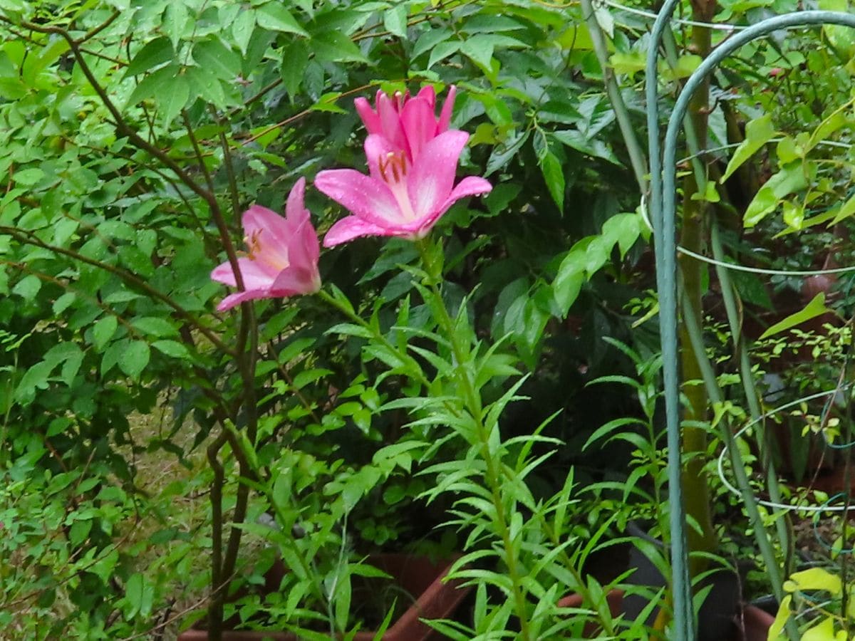 雨上がりの朝