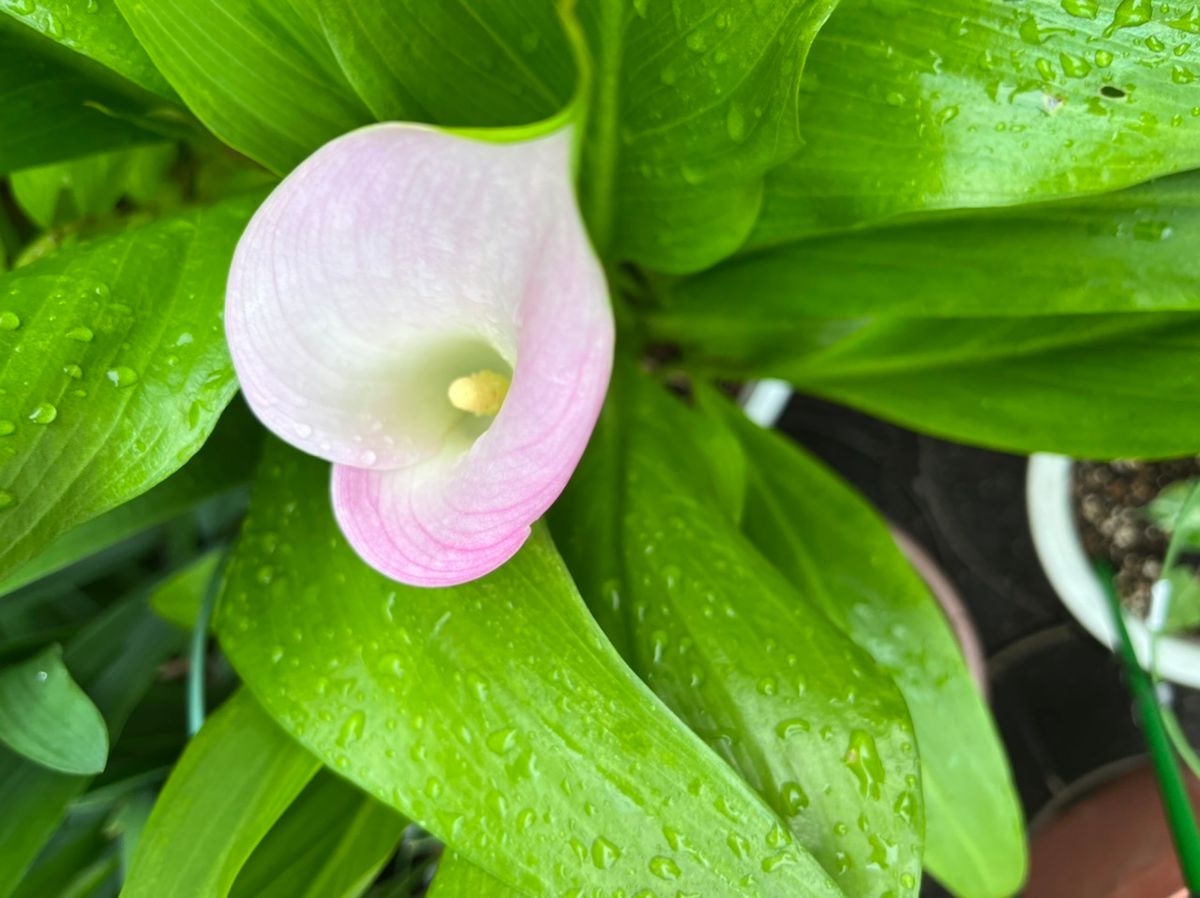 ピンクのカラーの初花