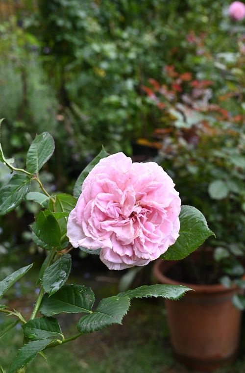 梅雨時の花