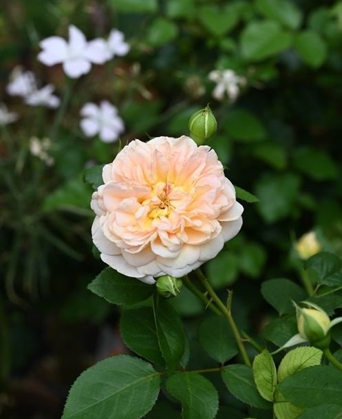 梅雨時の花