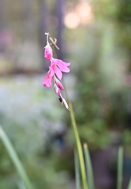 小さな花たち