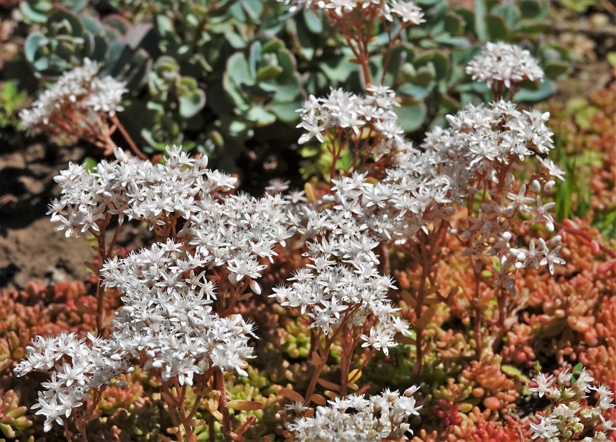 セダムの花