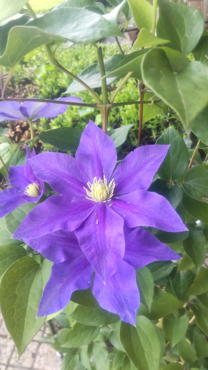 お蔵入りする前に　つくば実験植物園