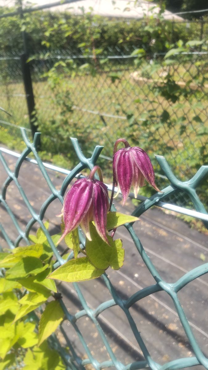 お蔵入りする前に　つくば実験植物園