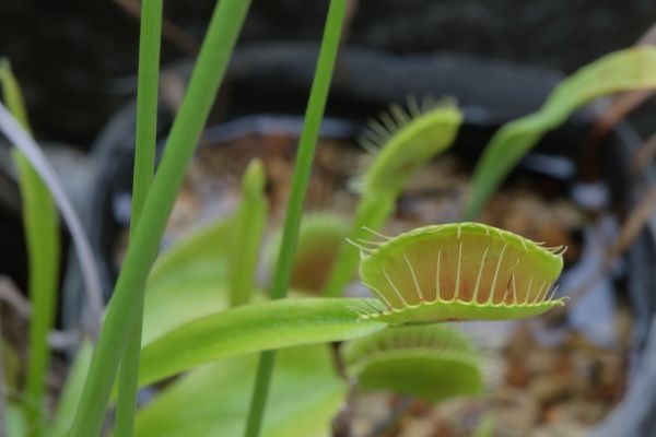 食虫植物に花が咲いたよ。その2