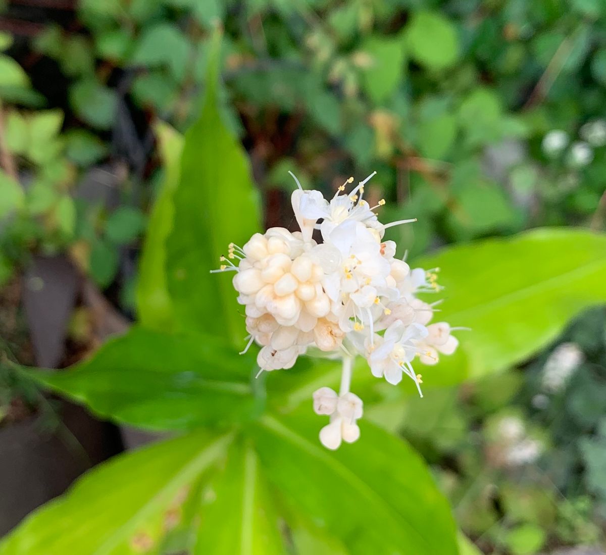 今日の花