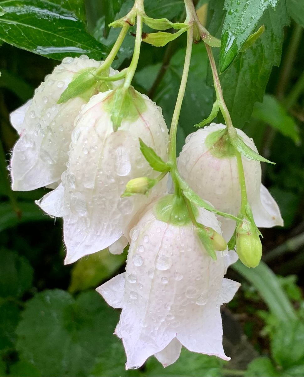 今日の花