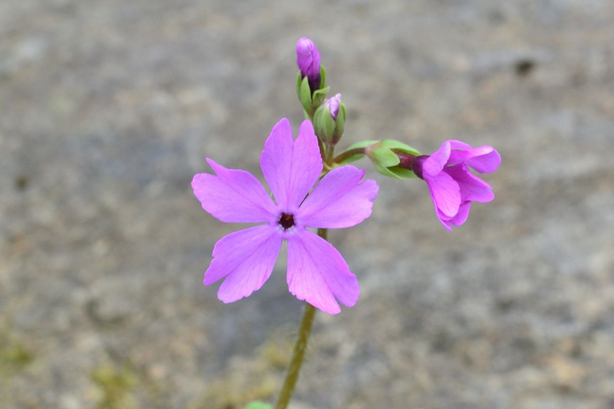 【白馬五竜高山植物園】6月25日より通常開園！