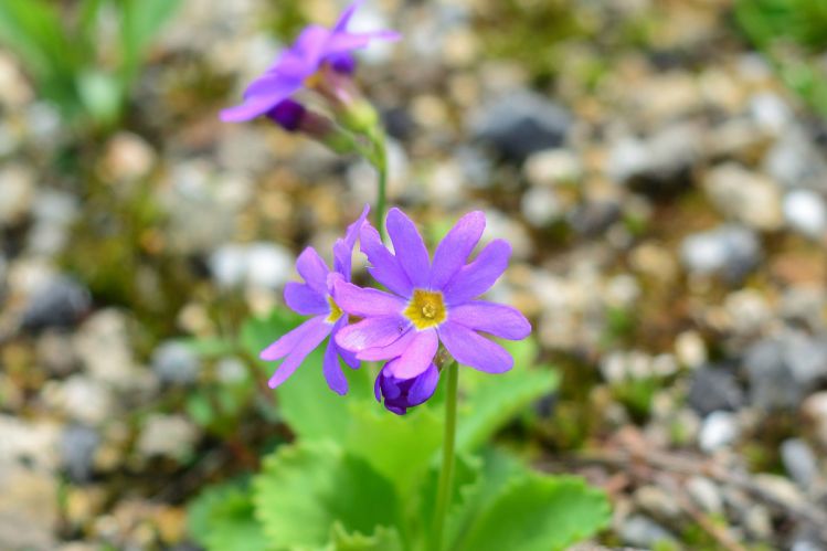 【白馬五竜高山植物園】6月25日より通常開園！