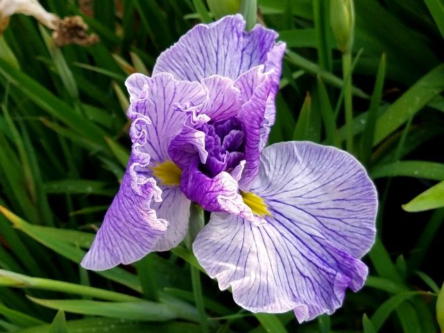 今朝の花菖蒲