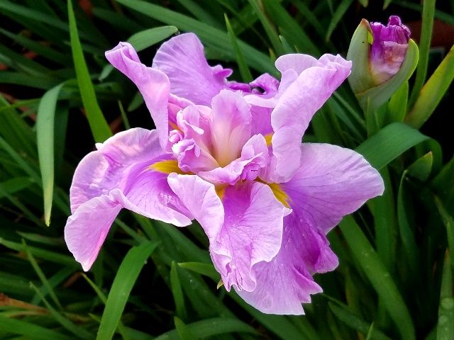 今朝の花菖蒲