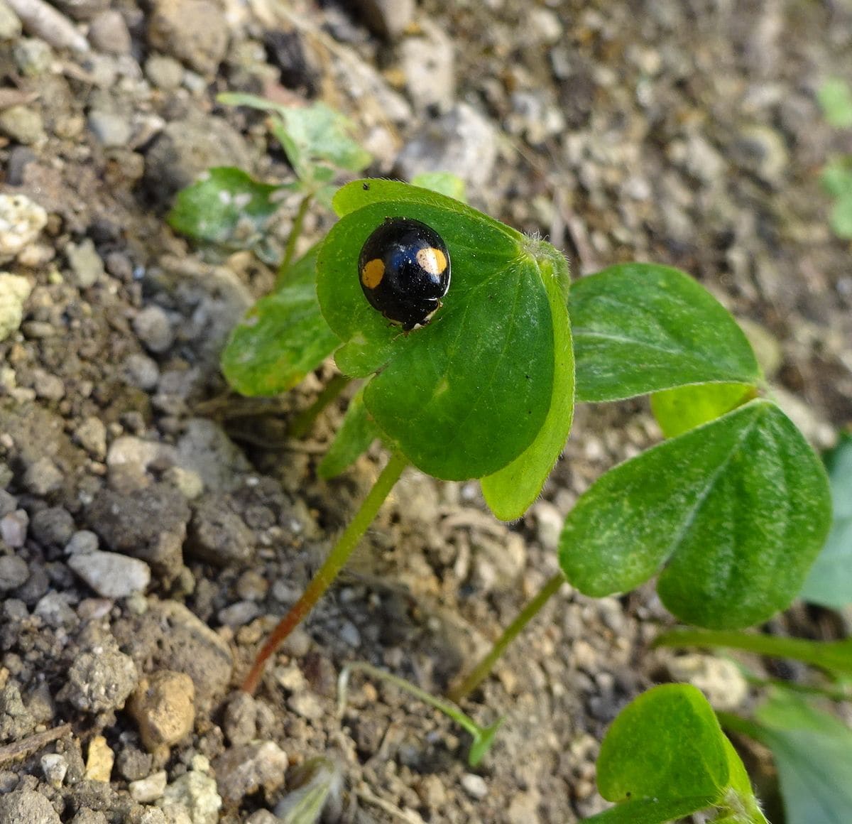 ネコも逃げる？（虫の写真あり）