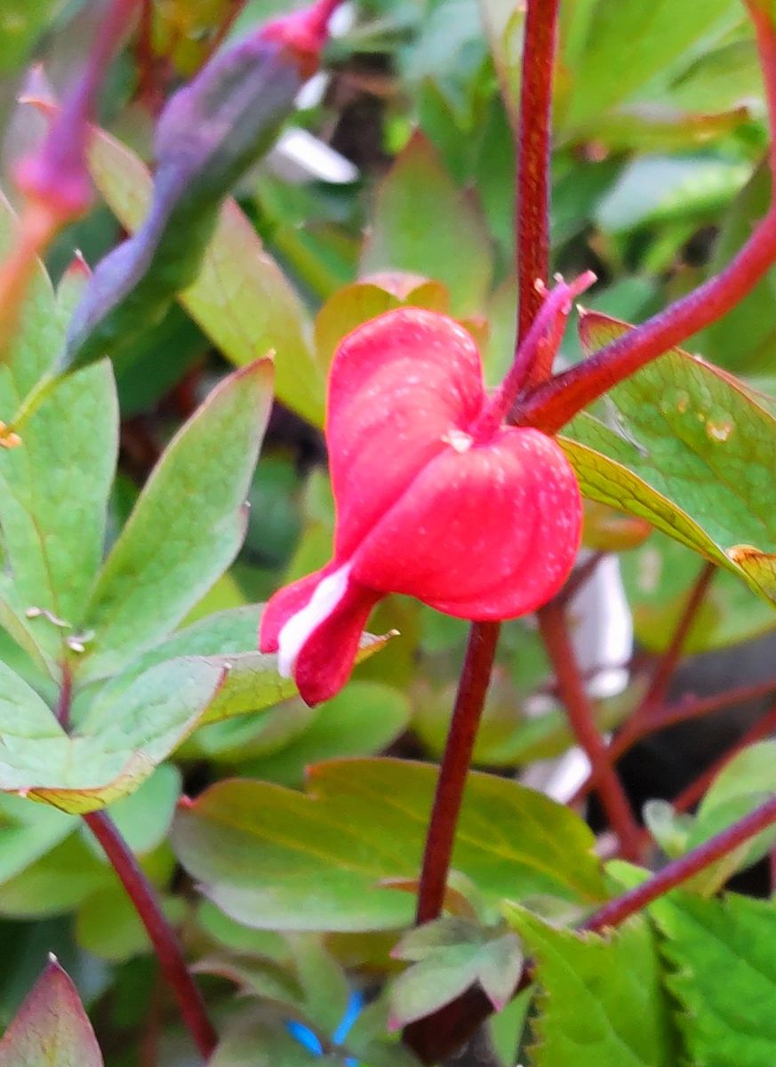 ケマンソウの最後の花