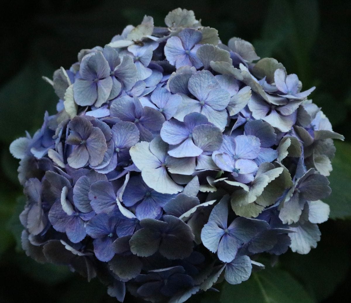 6月🐸　紫陽花　その2