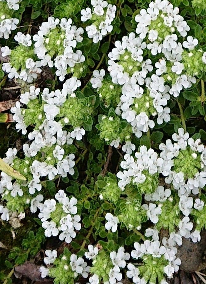 猛暑の中の白花クリーピングタイム