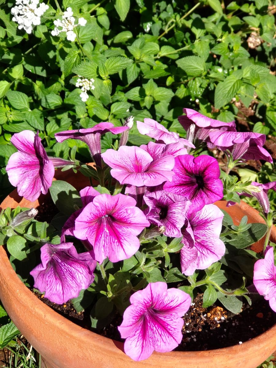 今朝は爽やかに🌿