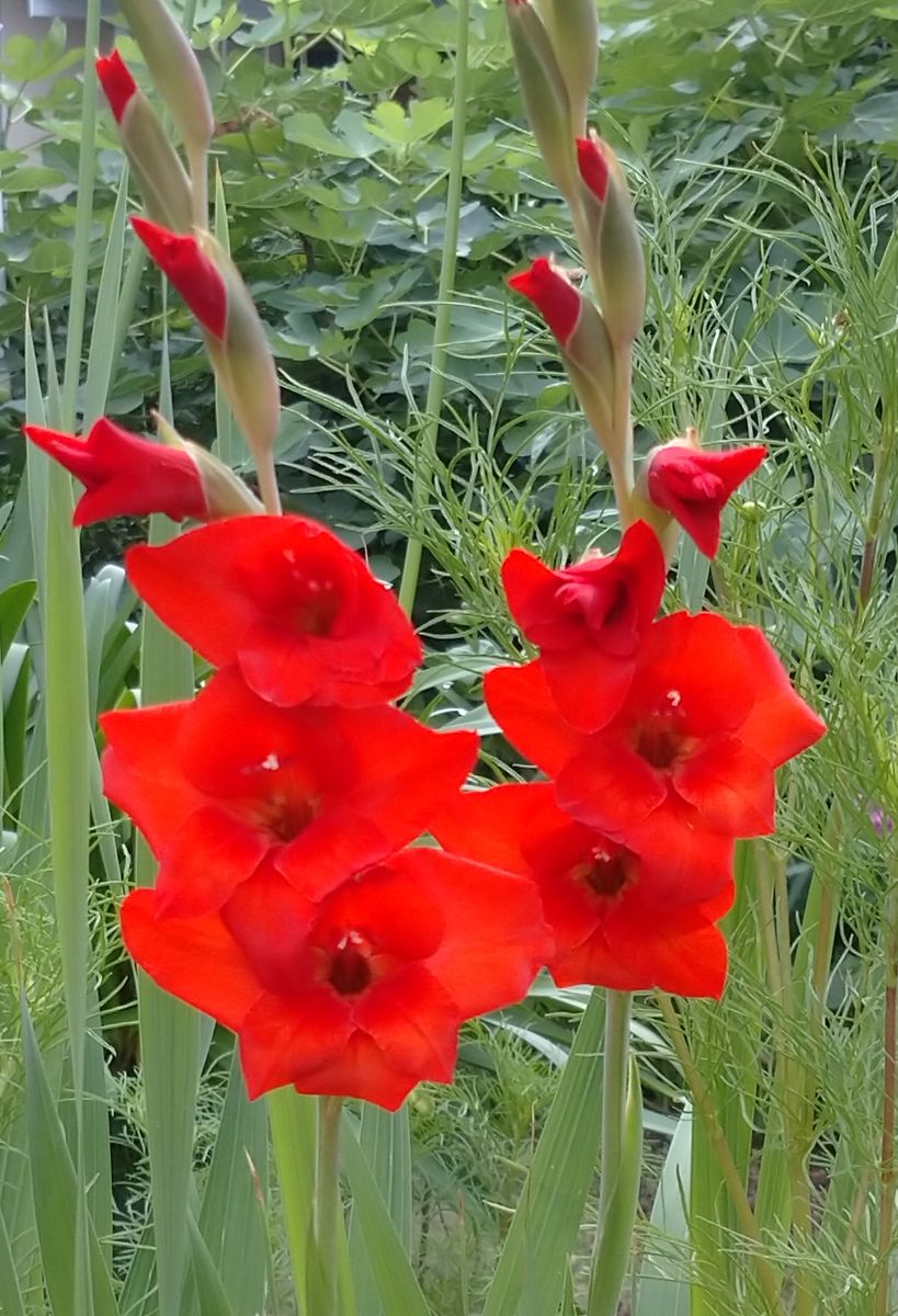 我が家の庭の花