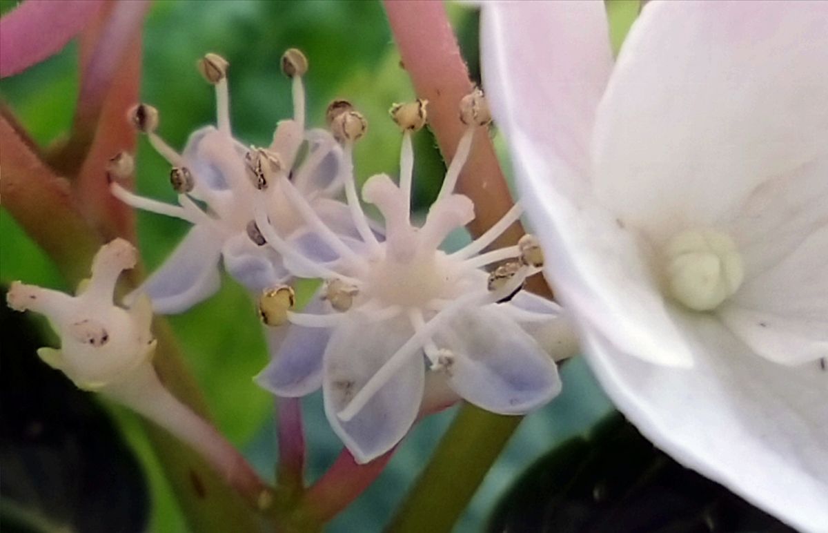 我が家の庭の花