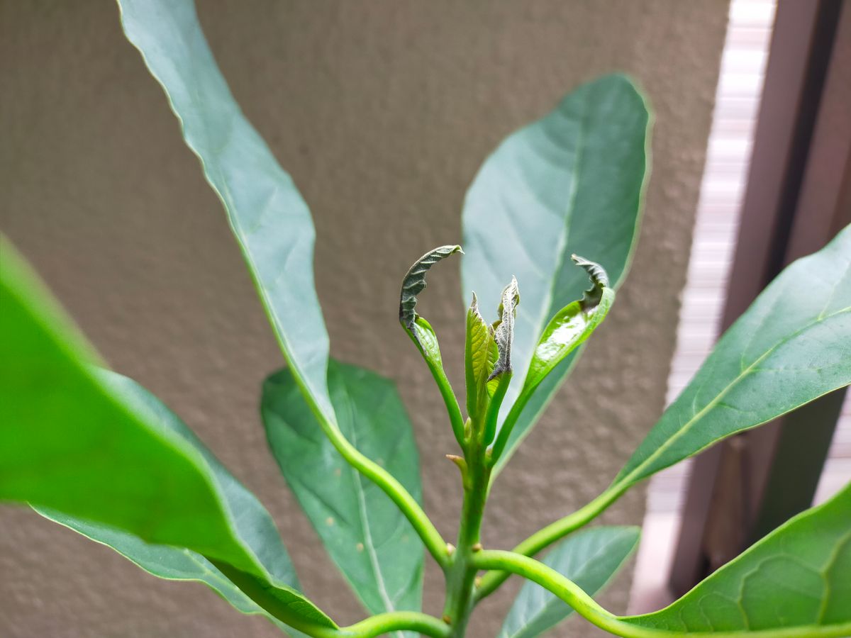 植物も勝てない暑さ😵