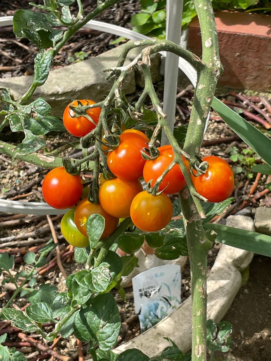 🍫可愛いお花と🍅