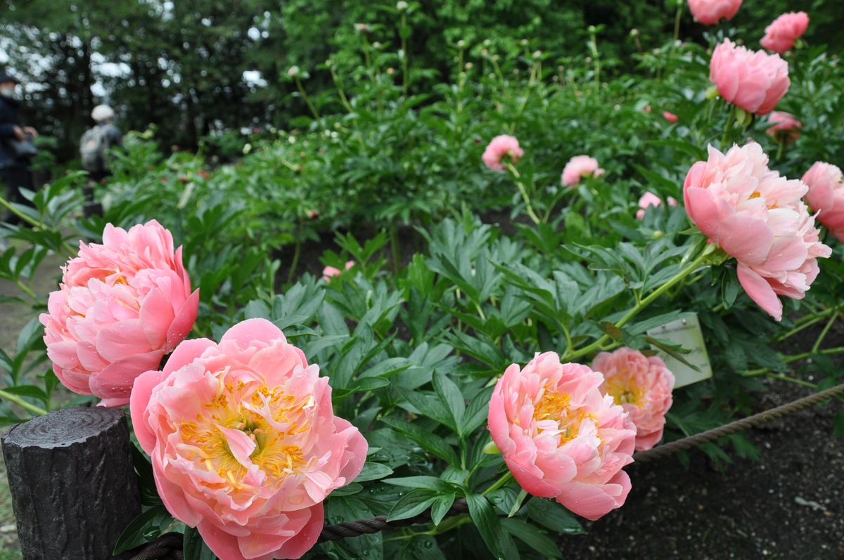 ボツ救済日記・植物園に行って来ました１４１（芍薬園編）