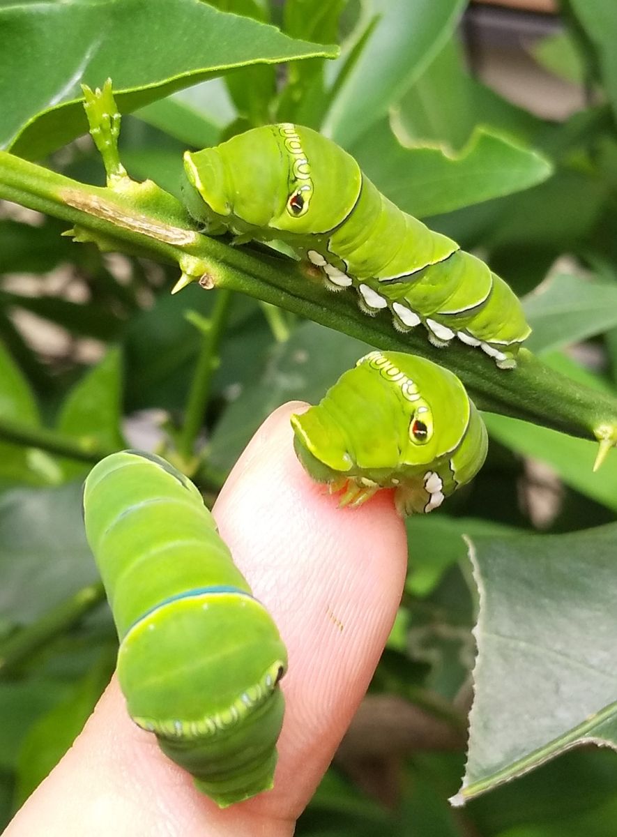 昼の見まわり