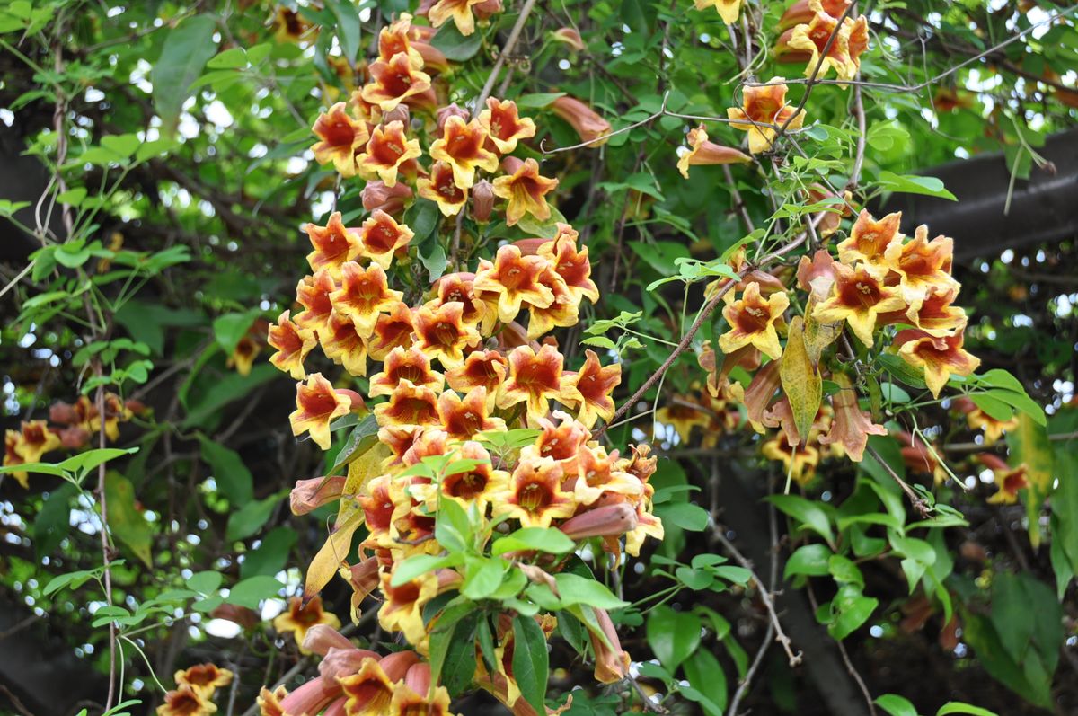 ボツ救済日記・植物園に行って来ました１４２（お散歩編