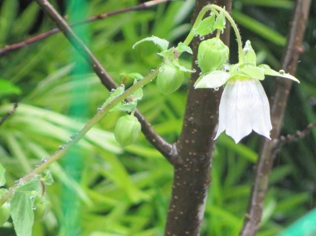 雨に咲く花