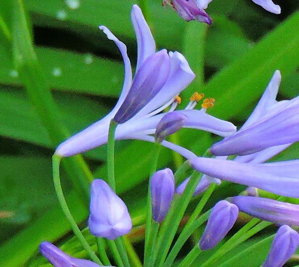 散歩道の花～アガパンサス