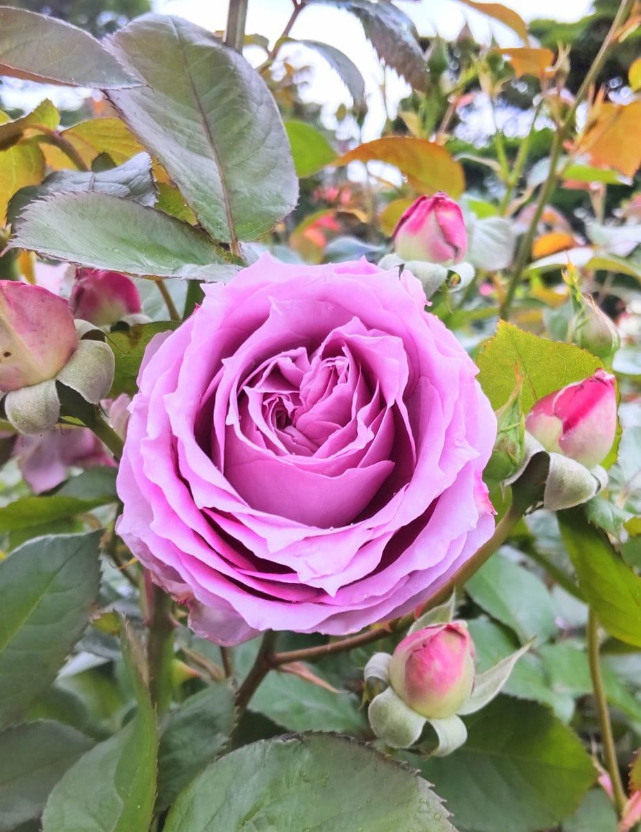 旧英国領事館の薔薇🌹④