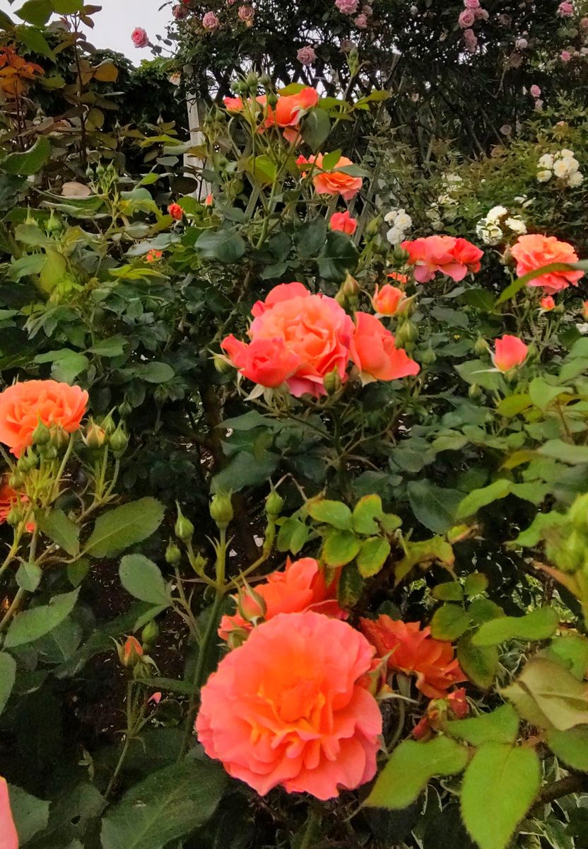 旧英国領事館の薔薇🌹⑥