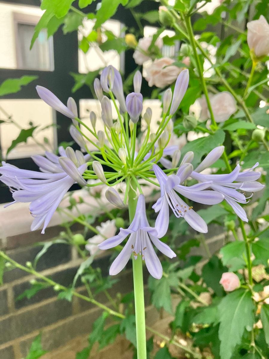 アガパンサス💙咲きました♪