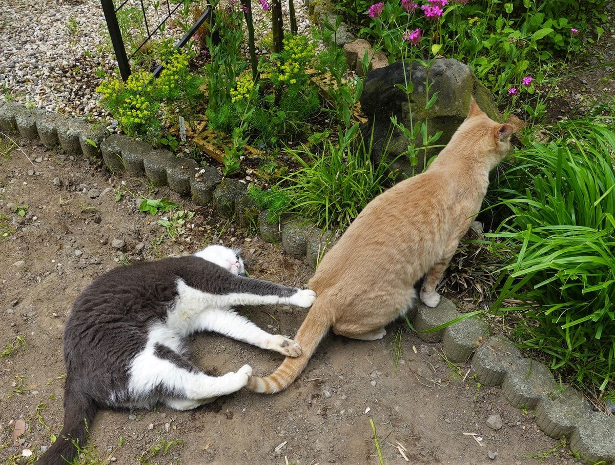 月曜から猫のネタ