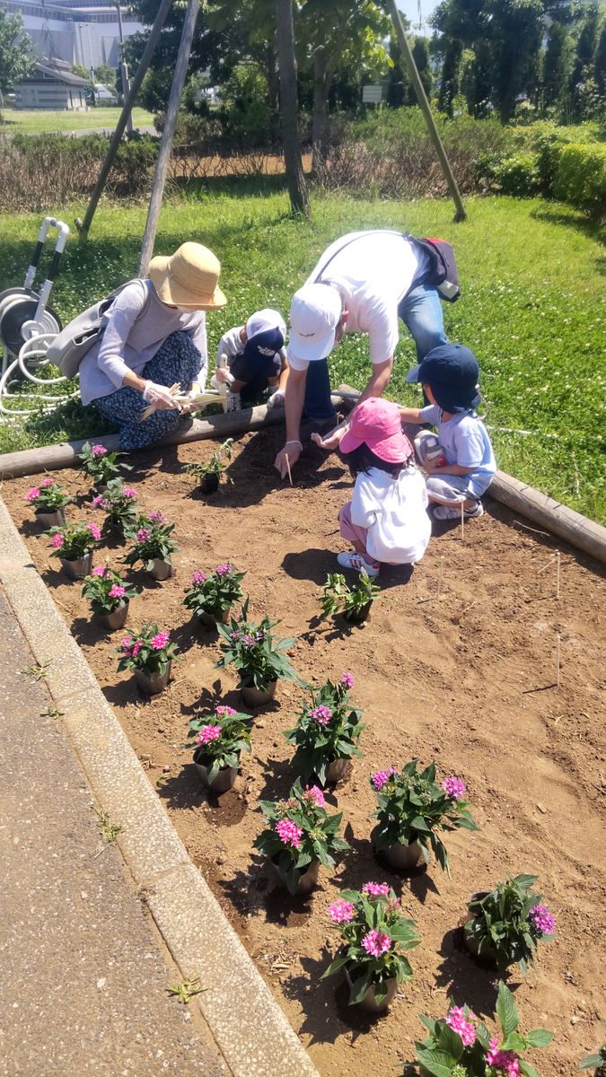 有明、防災公園でヒマワリ植えつけてきました