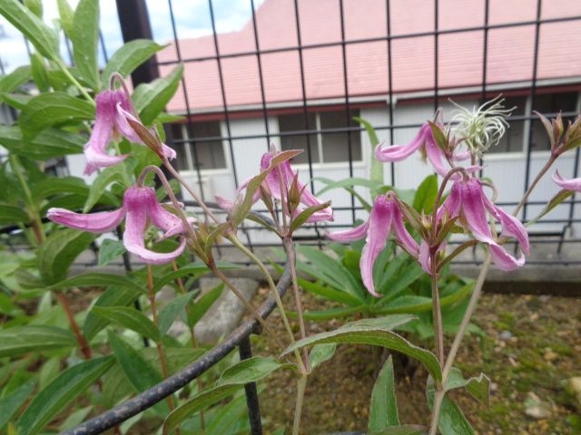 花島が咲きました[i:203]