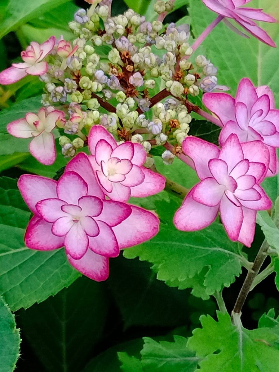 紫陽花ひな祭り、紫陽花レオン、紫陽花ベニ