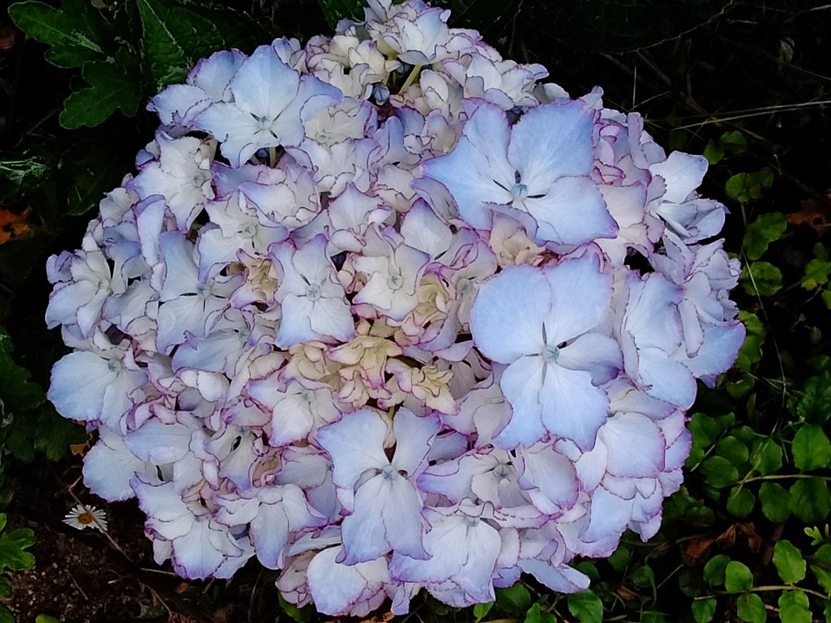 紫陽花ひな祭り、紫陽花レオン、紫陽花ベニ