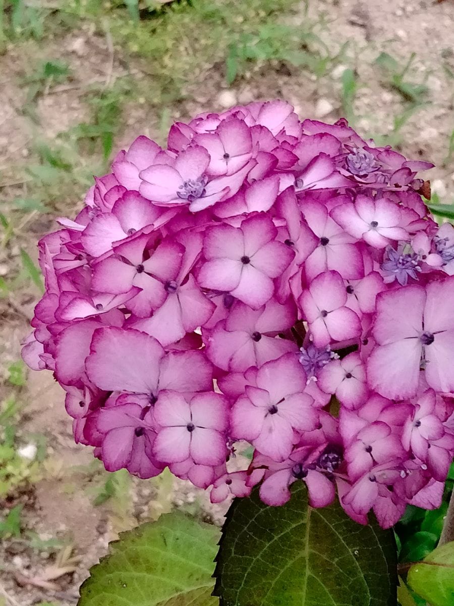 紫陽花ひな祭り、紫陽花レオン、紫陽花ベニ