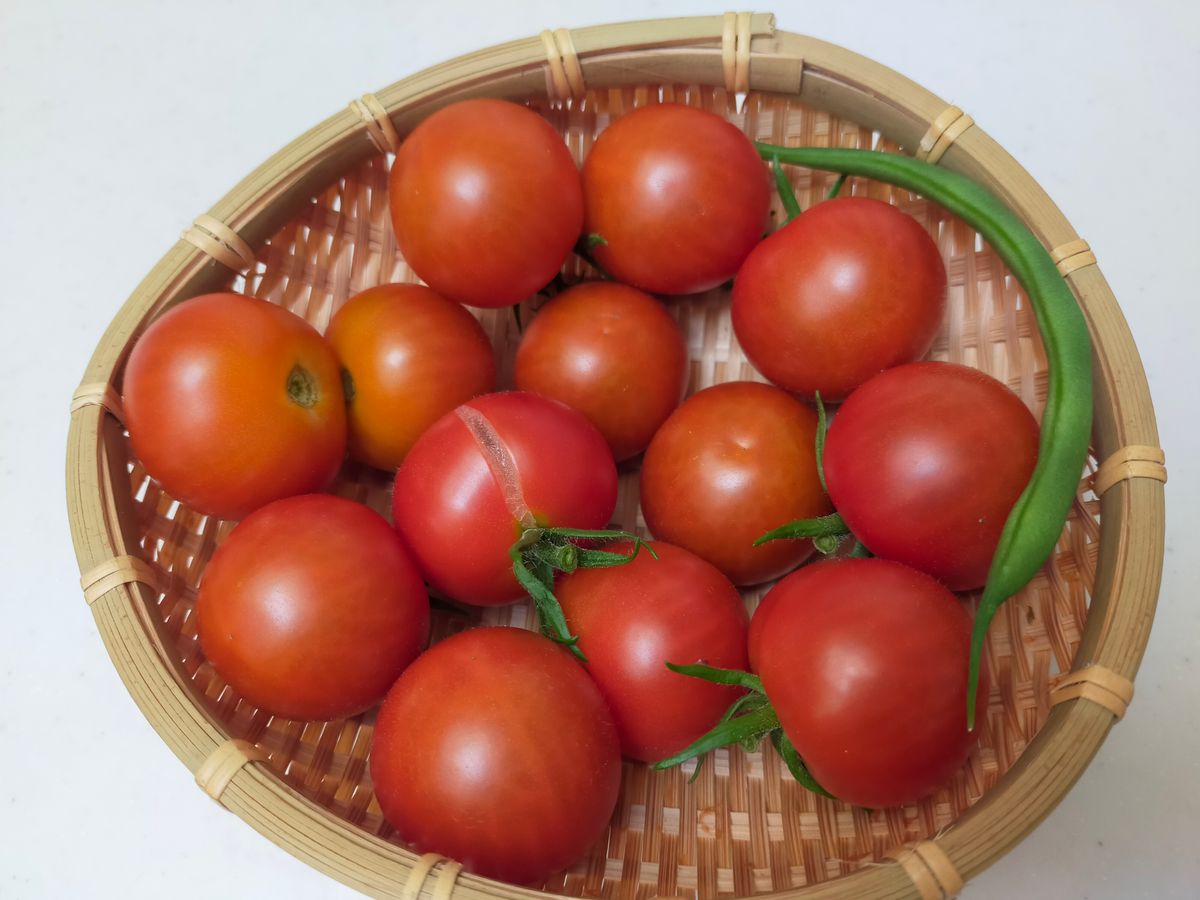 🍅🍅🍅トマトラッシュ🍅🍅🍅