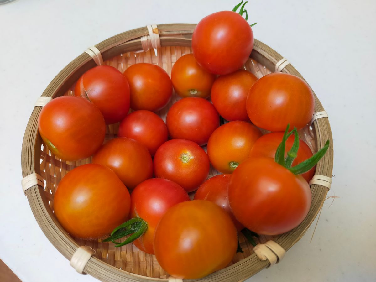 🍅🍅🍅トマトラッシュ🍅🍅🍅