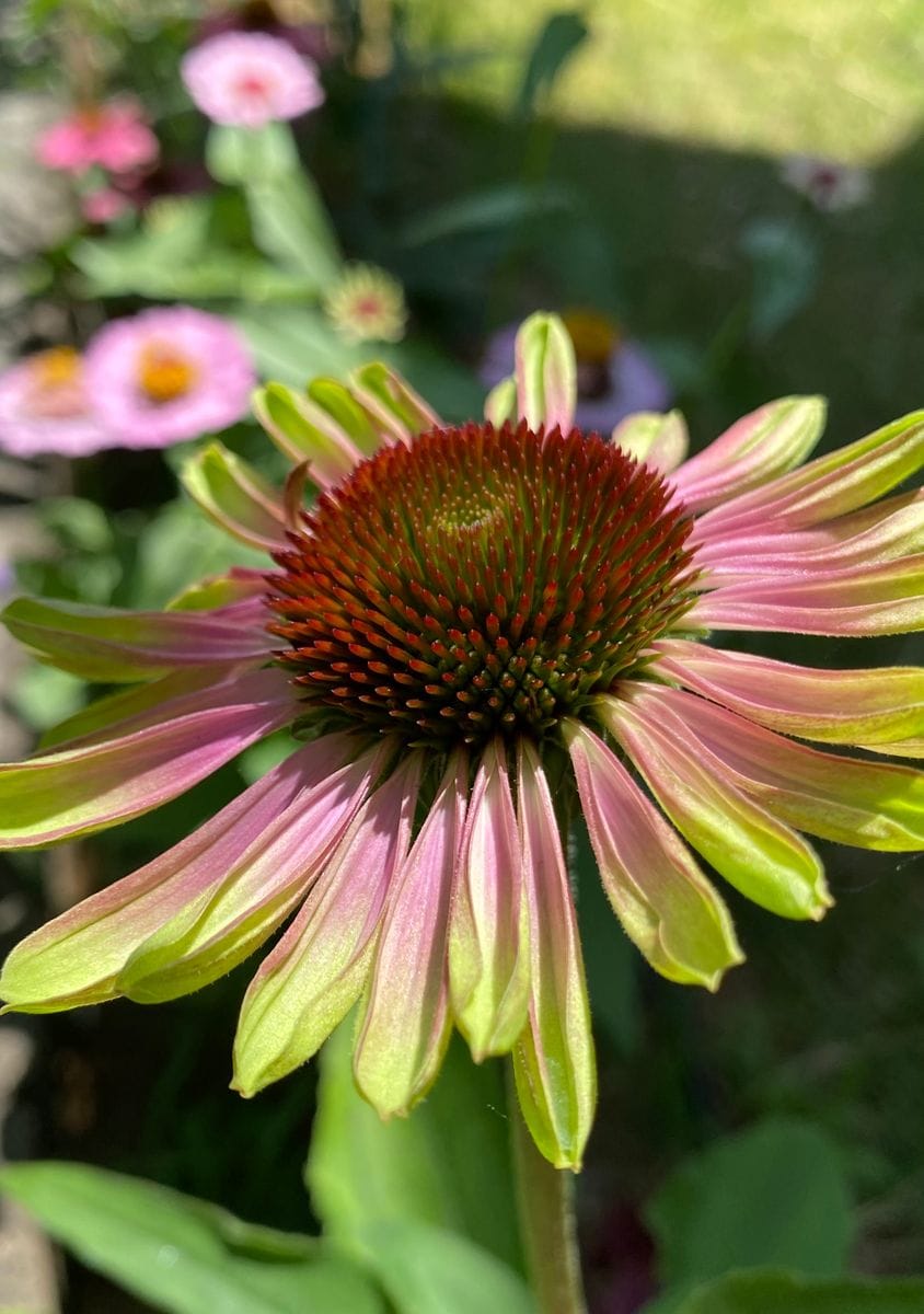 開花🌼開花🌸やった〜🙌