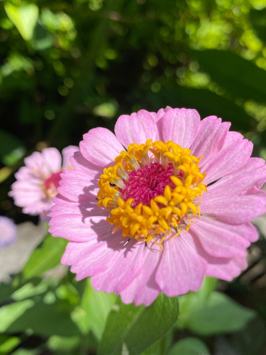 開花🌼開花🌸やった〜🙌