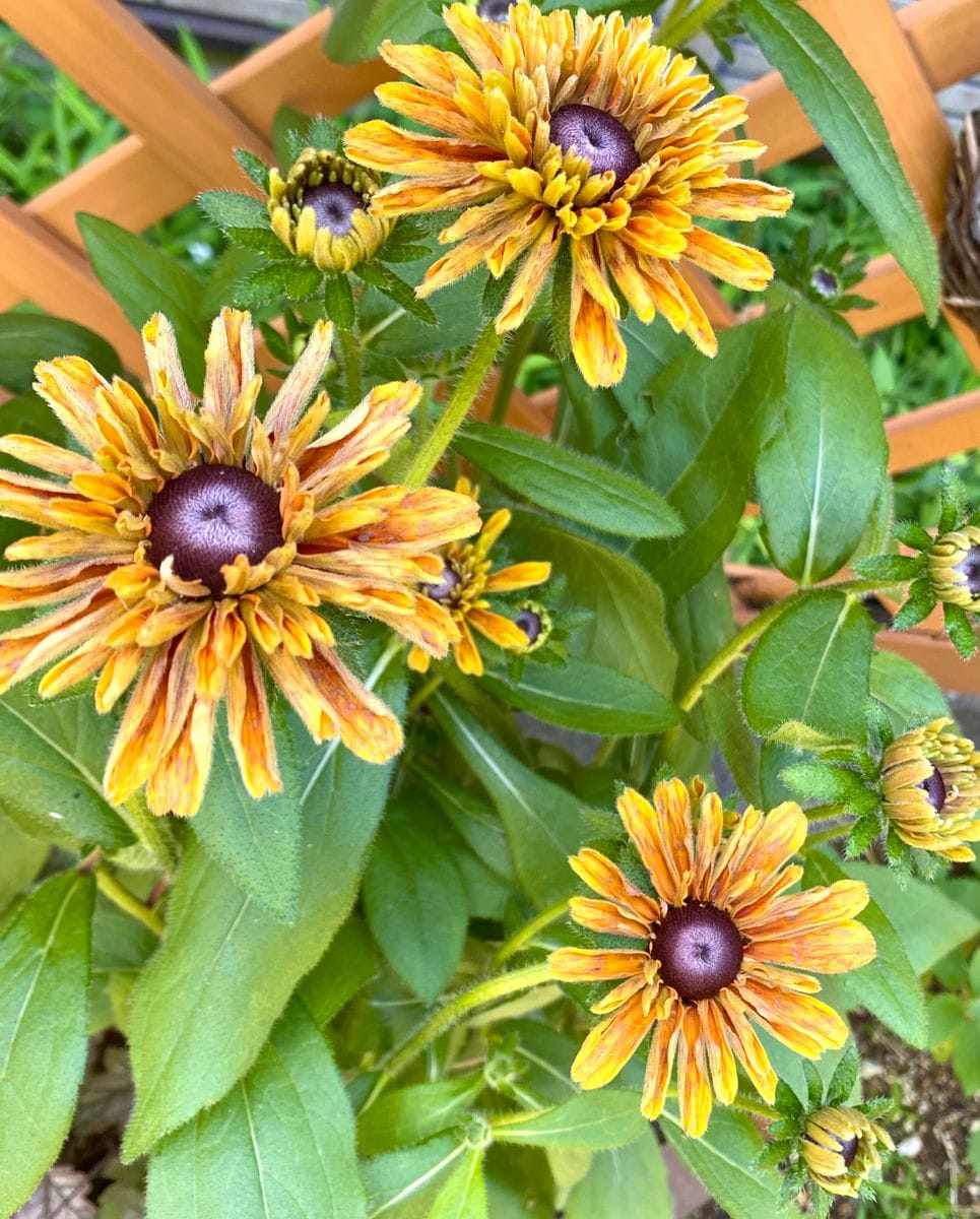 開花🌼開花🌸やった〜🙌