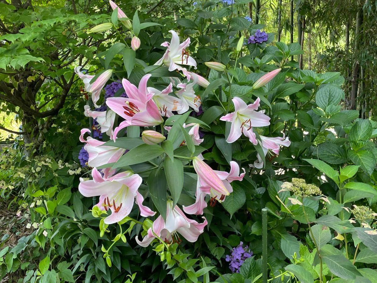 蒸し暑い中、百合の花