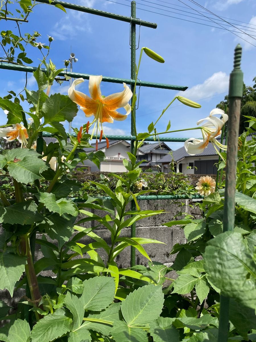 蒸し暑い中、百合の花